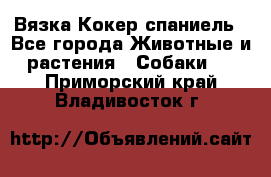 Вязка Кокер спаниель - Все города Животные и растения » Собаки   . Приморский край,Владивосток г.